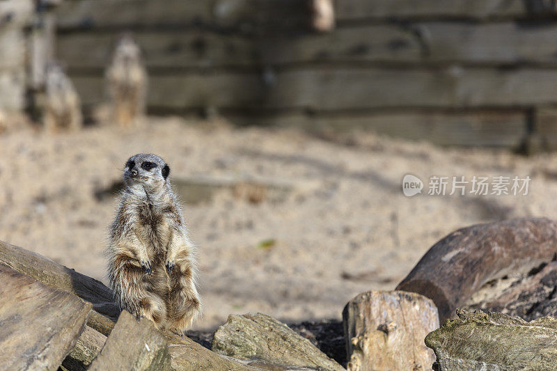 猫鼬(Suricata suricatta)